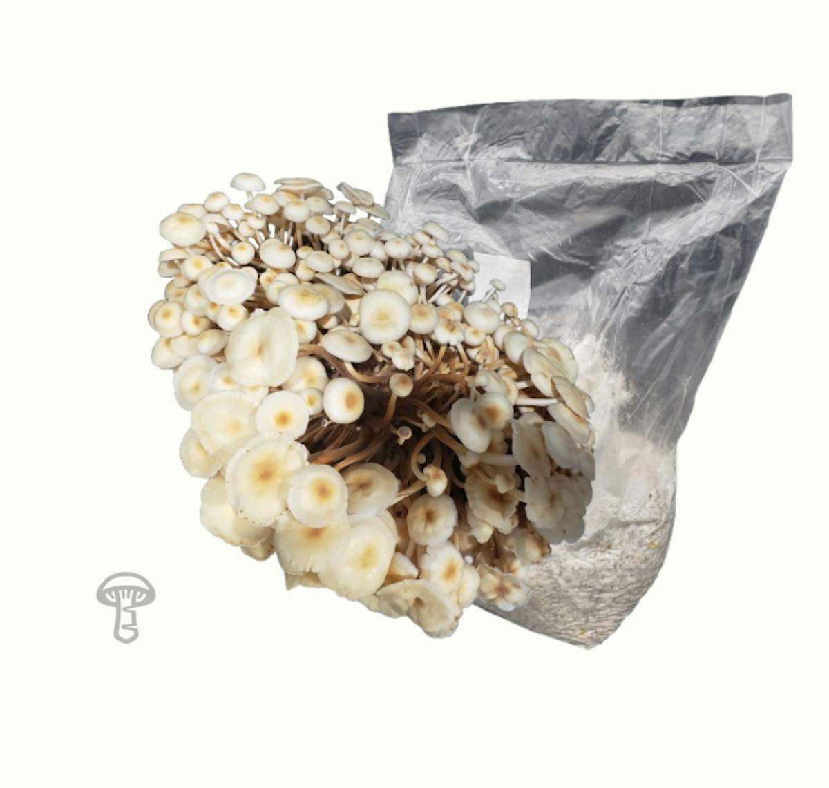 Orange Enoki Grain Spawn (5 lb)