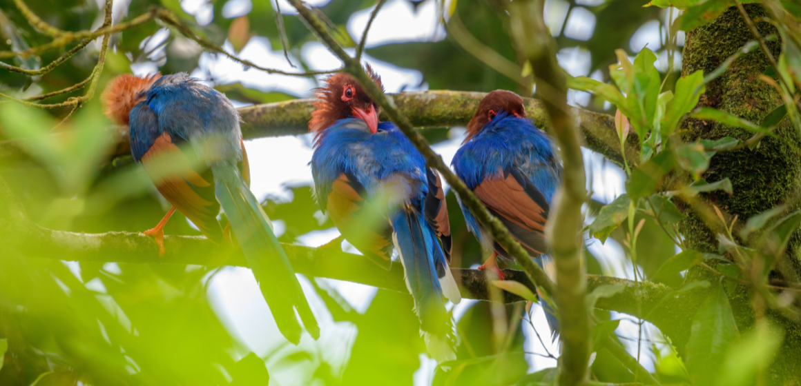 A-group-of-Sri-Lanka-blue-magpies-in-Sinharaja-forest-reserve---The-Holiday-People.png