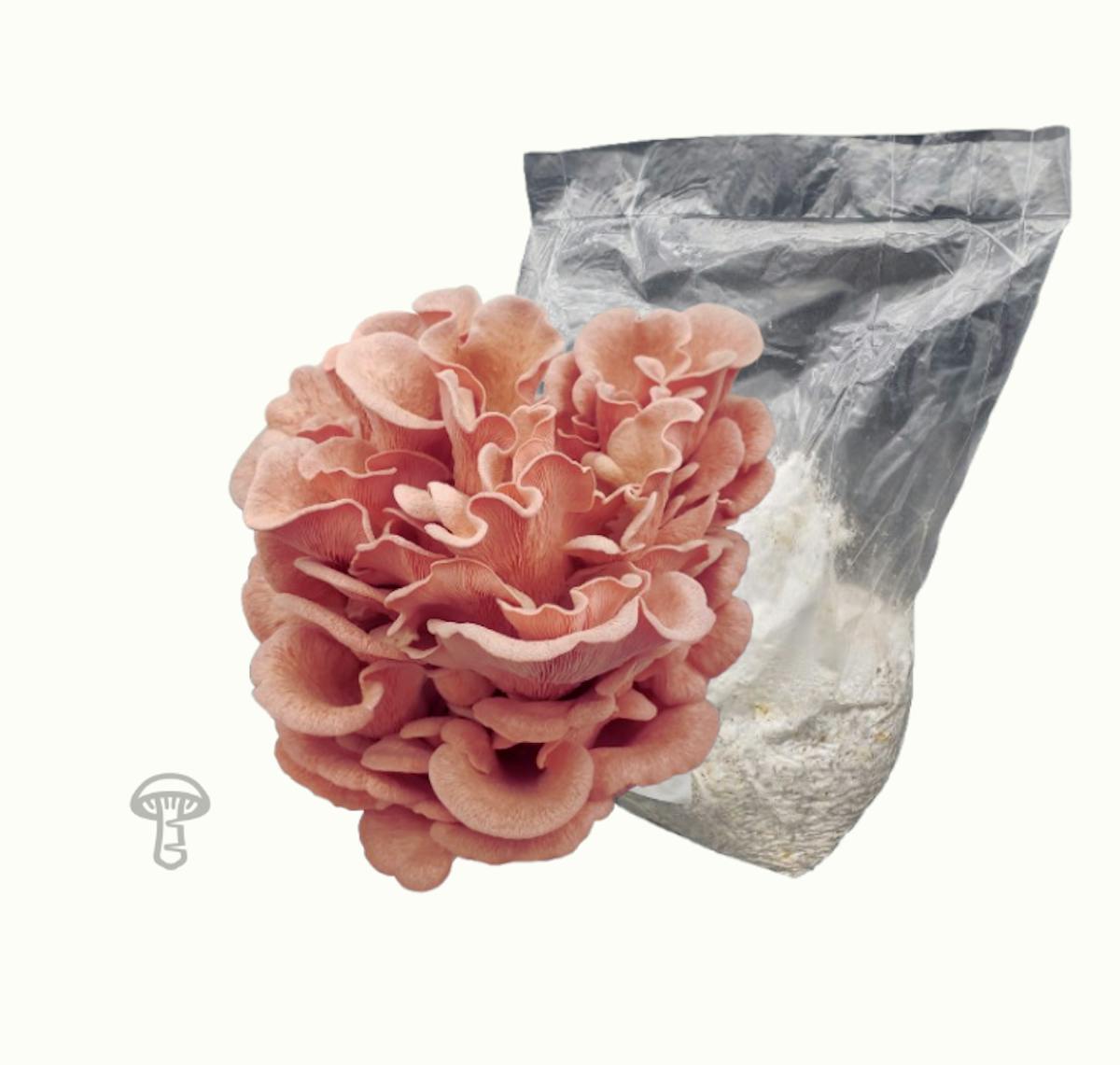 Pink Oyster Grain Spawn (5 lb)