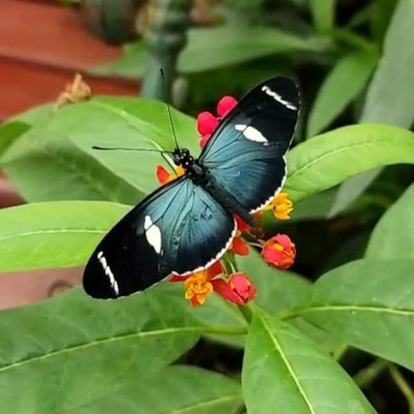 Butterfly Garden from the Cloud Forest's main gallery image