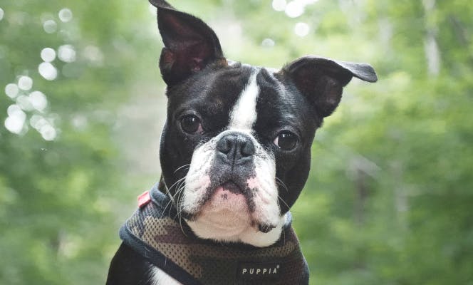 Boston Terrier puppy looking into camera.