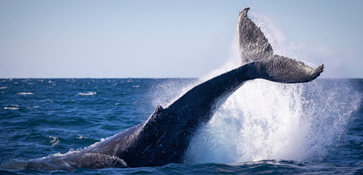 A-big-blue-whale-with-its-tail-out-of-water---The-Holiday-People.png