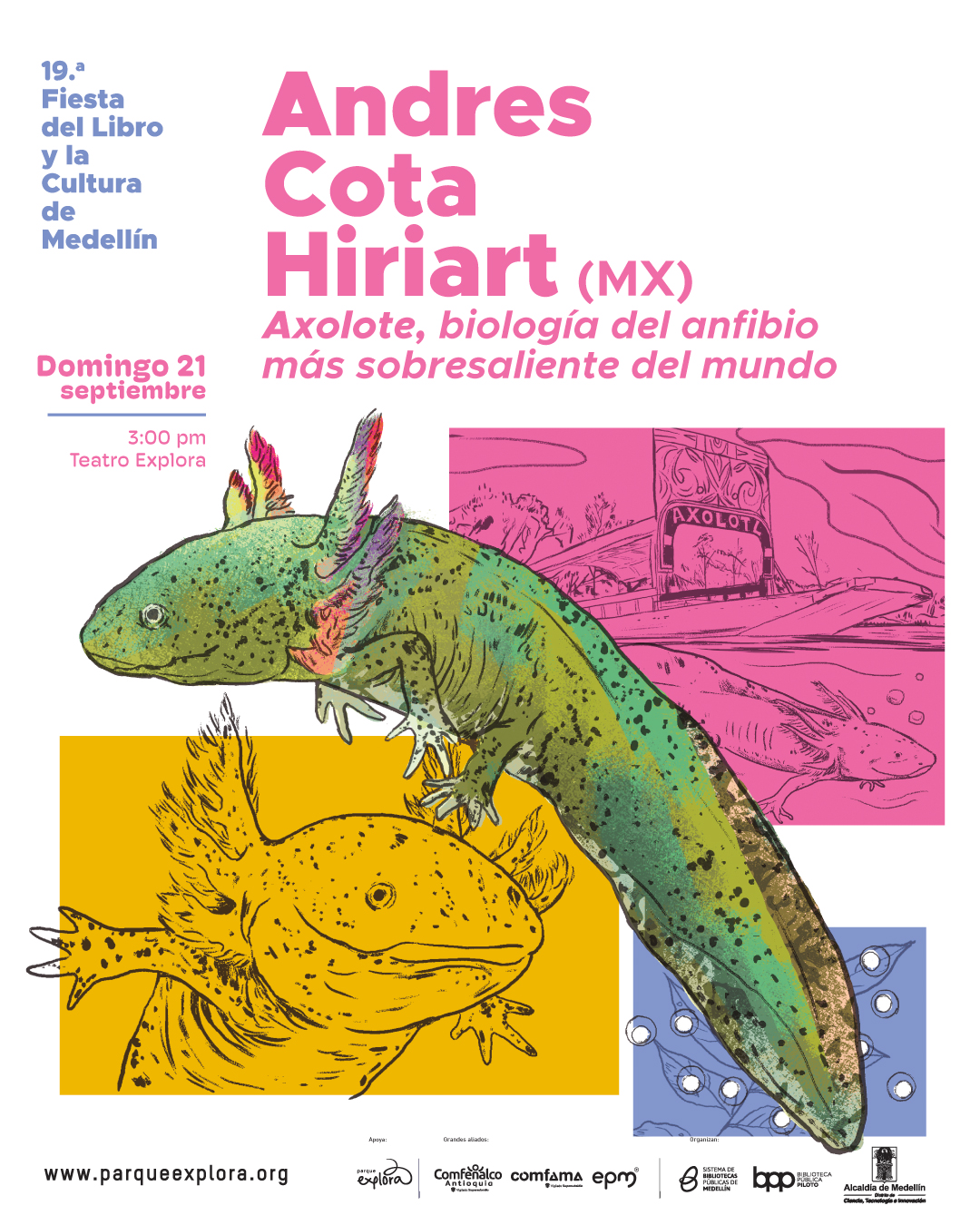 Afiche ilustrado. En la parte superior izquierda aparece el texto: "19.ª Fiesta del Libro y la Cultura de Medellín". Más abajo, en un recuadro naranja, dice: "Domingo 21 septiembre 3:00 pm Teatro Explora". En la parte superior derecha se lee: "Andres Cota Hiriart (MX) Axolote, biología del anfibio más sobresaliente del mundo". En la parte central inferior se muestran varias ilustraciones de axolotes: uno grande en primer plano con tonos verdes y manchas oscuras, otro dibujado en un recuadro amarillo y un tercero en un recuadro rosado junto a un cartel que dice "Axolote". En la esquina inferior derecha, dentro de un recuadro azul, aparecen huevos acuáticos representados como esferas. En la parte inferior se lee: "www.parqueexplora.org "