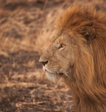 Tanzania Camping Safari - 7 Days