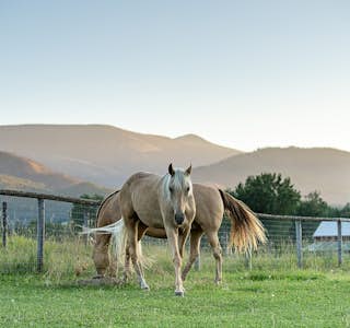 All About Horses's gallery image