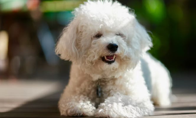 Fluffy Bichon Frise resting on the porche.