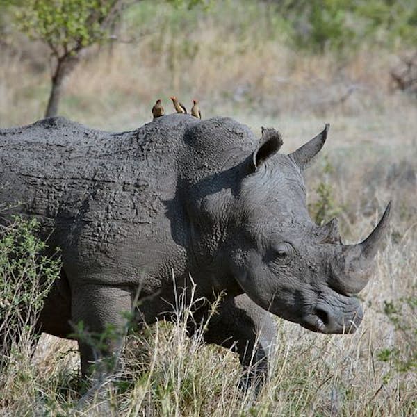 Discover Ziwa Rhino Wild Ranch Sanctuary 's main gallery image