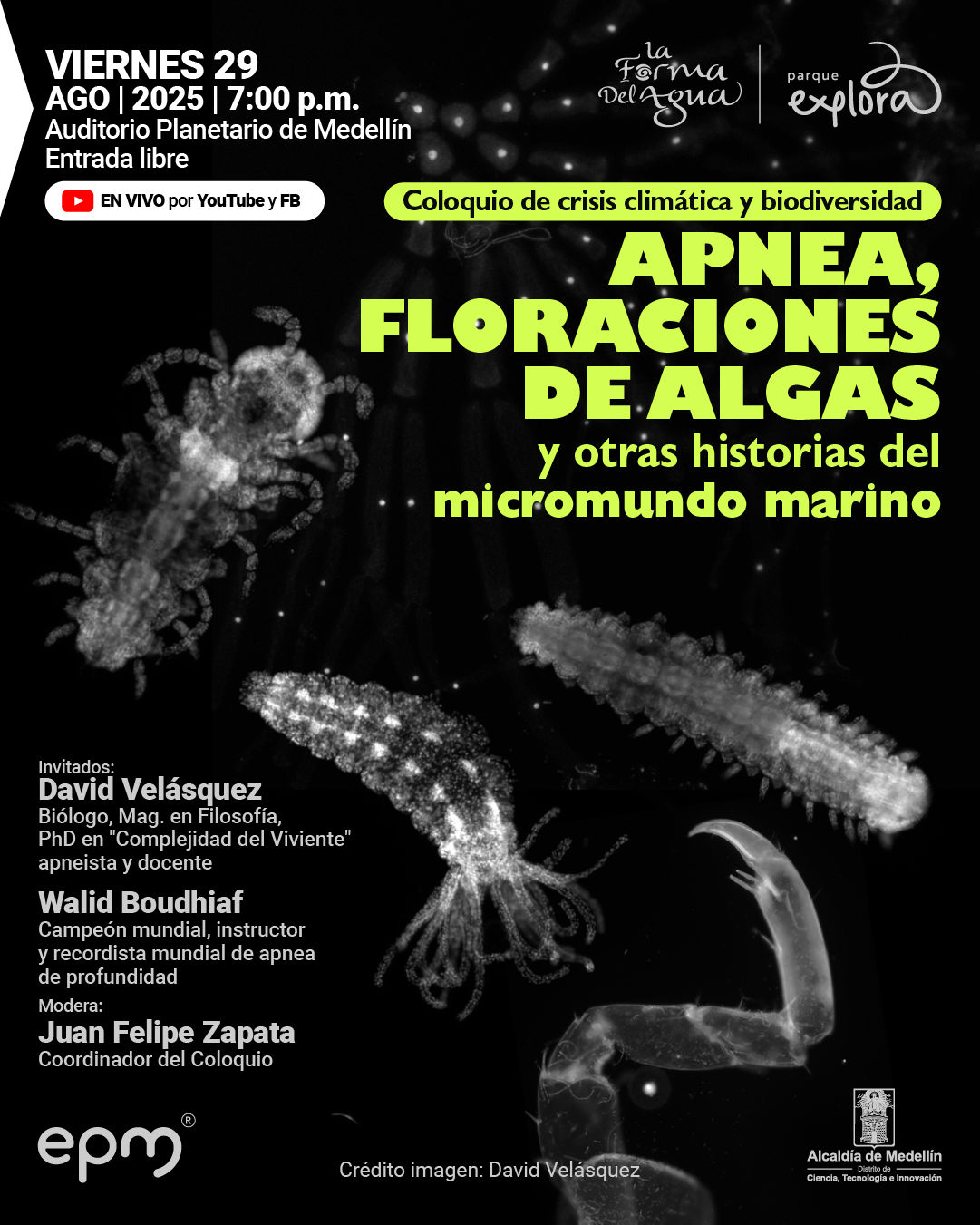 Afiche. Sobre un fondo negro aparecen figuras translúcidas que simulan organismos marinos microscópicos, con formas alargadas, tentáculos y estructuras segmentadas. En la parte superior izquierda se lee: "Viernes 29 agosto 2025 a las 7:00 de la tarde, Auditorio Planetario de Medellín, entrada libre". Abajo está un recuadro con el texto: "En vivo por YouTube y Facebook". En la parte superior central hay un recuadro amarillo con el texto: "Coloquio de crisis climática y biodiversidad". Más abajo, en letras grandes: "Apnea, floraciones de algas y otras historias del micromundo marino". En la parte inferior izquierda se lee: "Invitados: David Velásquez, biólogo, magíster en filosofía, doctor en 'complejidad del viviente', apneísta y docente. Walid Boudhiaf, campeón mundial, instructor y recordista mundial de apnea de profundidad. Modera: Juan Felipe Zapata, coordinador del coloquio". En la parte inferior central aparece: "Crédito imagen: David Velásquez".
