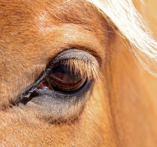 All About Horses's gallery image