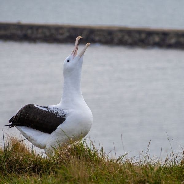 Albatross Experience's main gallery image