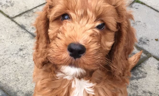 Mini Cockapoo puppy with kind eyes looking forward.