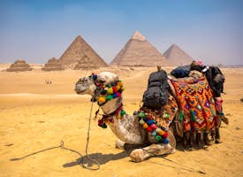 The Great Pyramids By Camel's thumbnail image