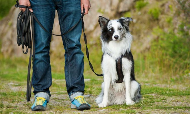 Australian Shepherd in training session with its owner and a long leash.