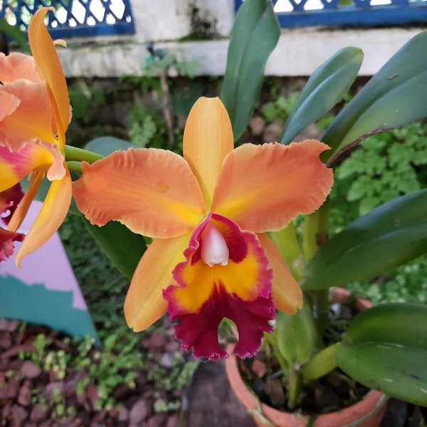 Rio de Janeiro Botanical Garden's main gallery image