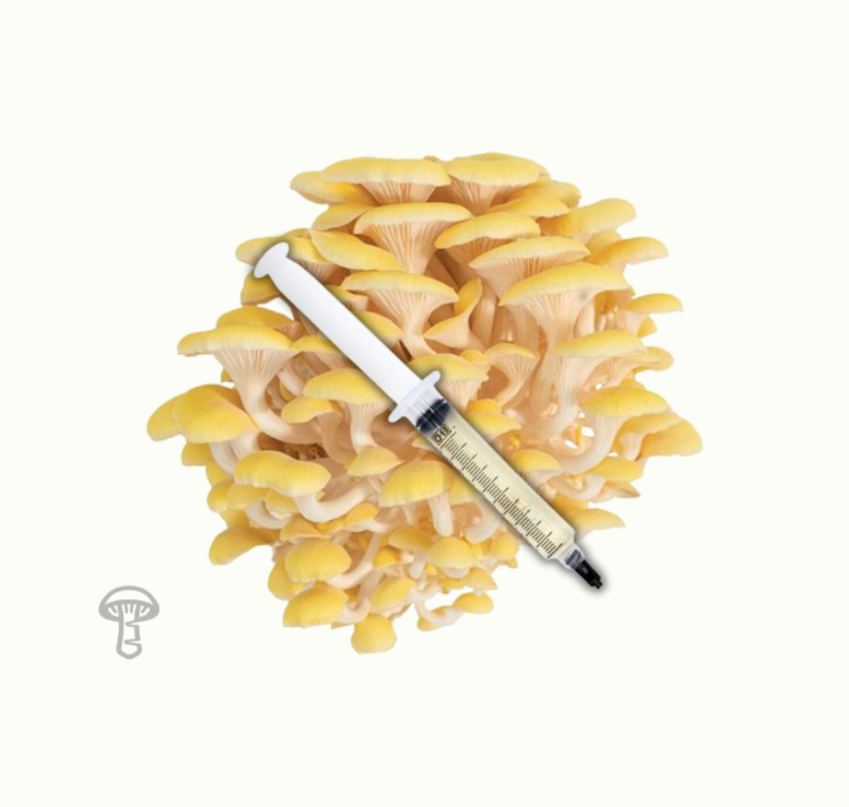 Emory Market Gardens Golden oyster mushroom Liquid Culture