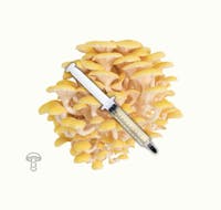 Emory Market Gardens Golden oyster mushroom Liquid Culture