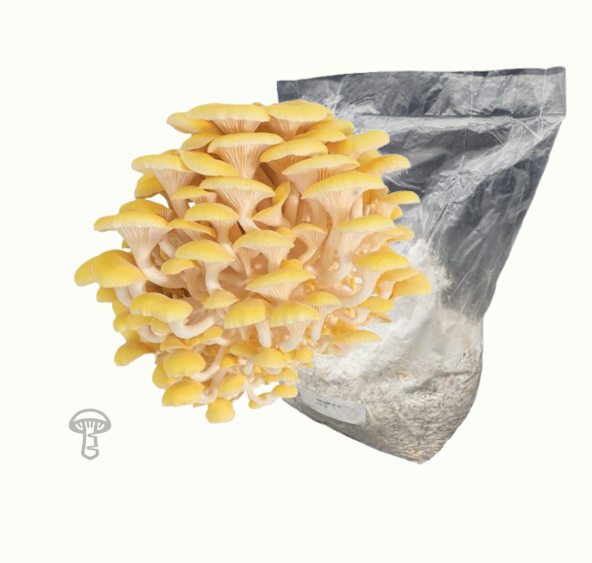 Golden Oyster Grain Spawn
