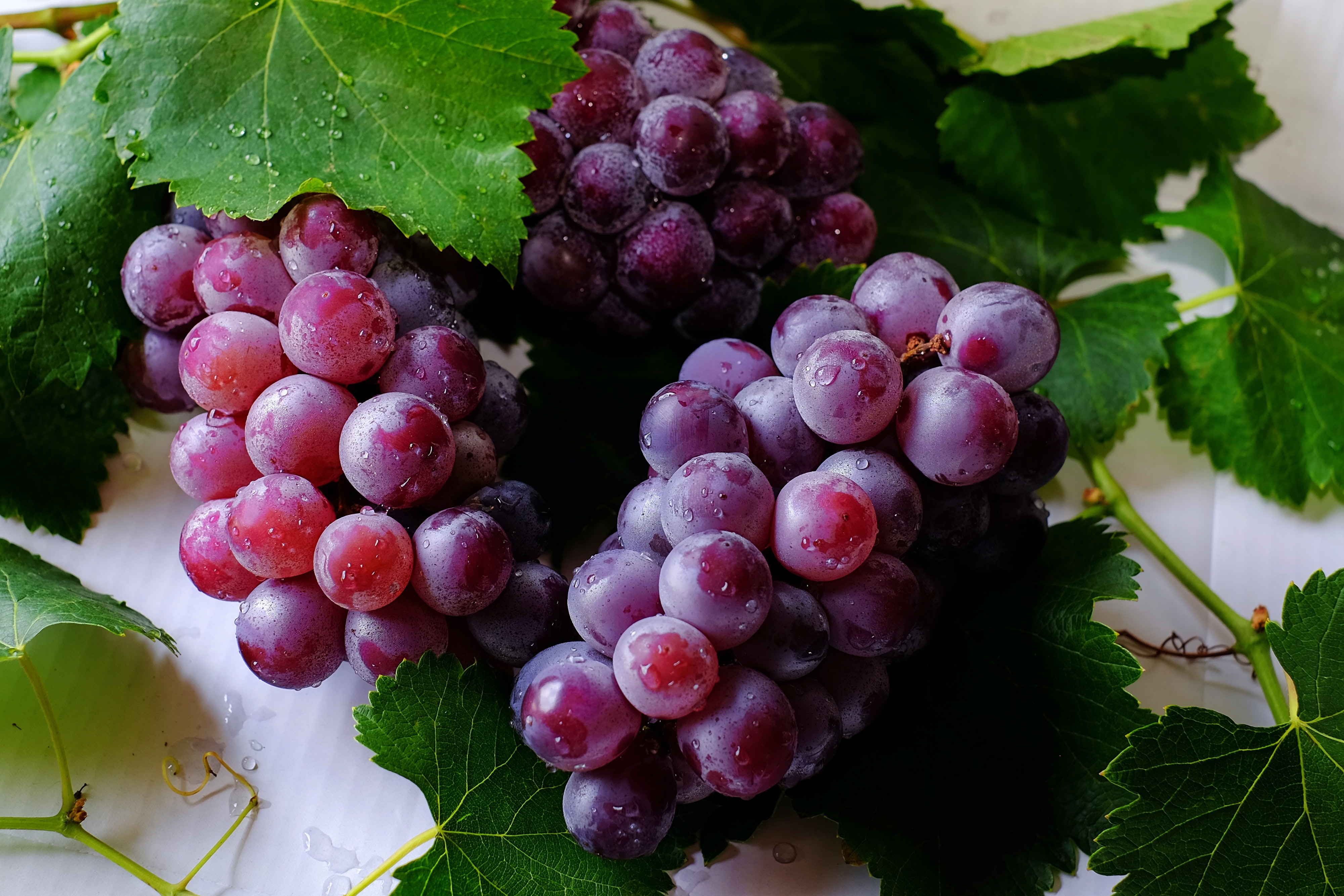 Table Grape Breeding: New Flavors to Expect In 2023
