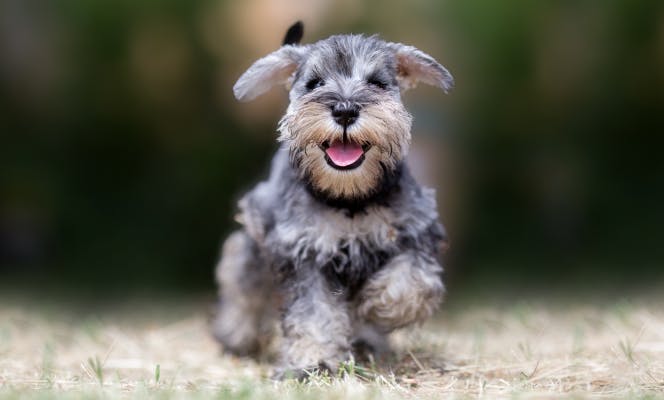 Cute Miniature Schnauzer puppy with its tongue out. 