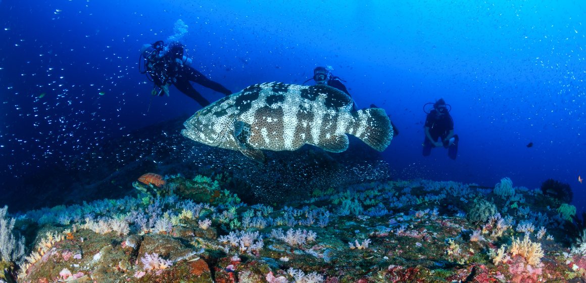 Diving-near-the-Similan-Islands-in-Thailand---The-Holiday-People.png