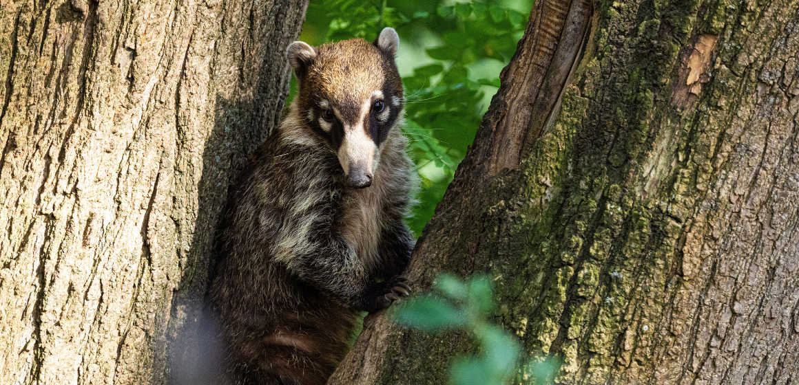 A-white-nosed-coati-in-Costa-Rica---The-Holiday-People.png
