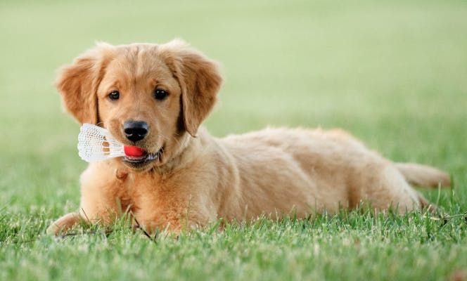 Golden Retriever puppy playing with badminton ball
