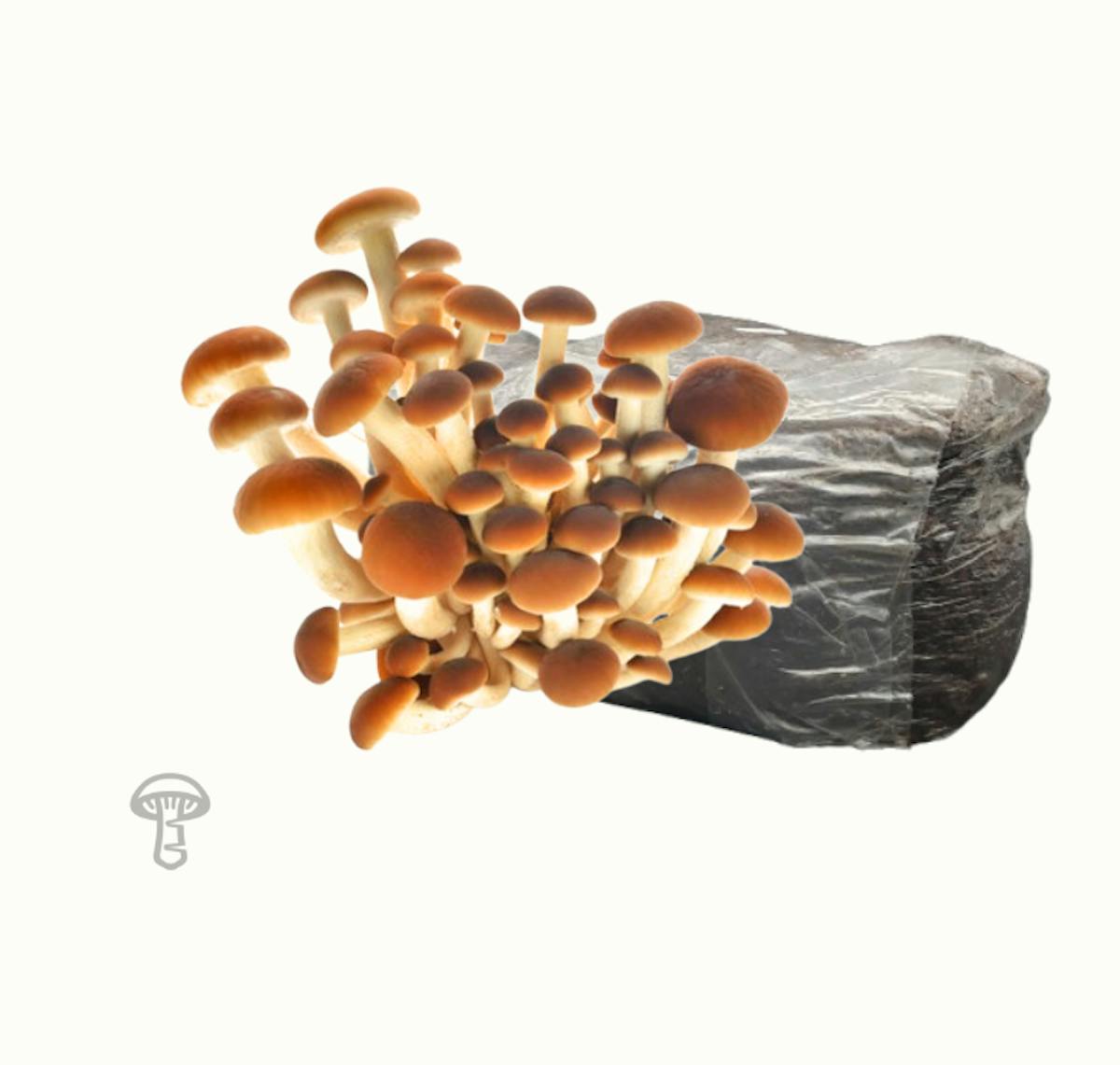 Pioppino Fruiting Block