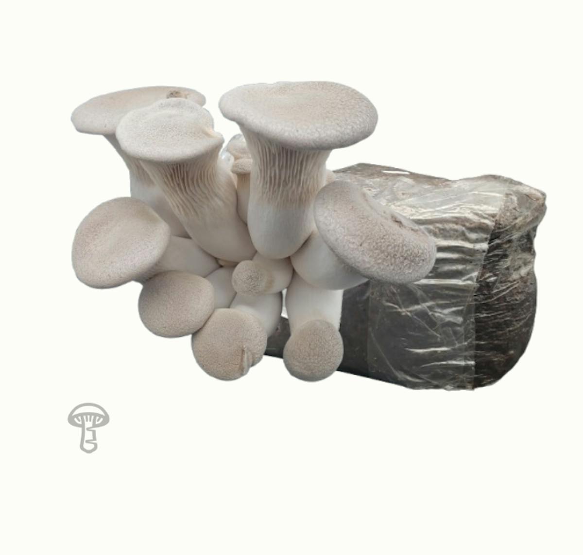 King Trumpet Fruiting Block (10 lb)