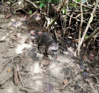 Walking Tour in the Jungle Cahuita National Park's gallery image