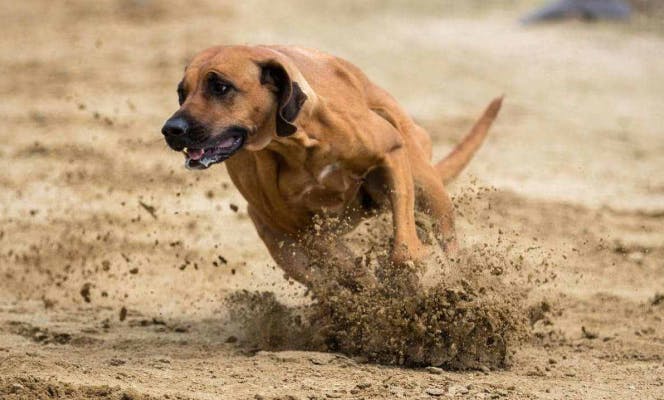 Full grown Rhodesian Ridgeback running in the sand.