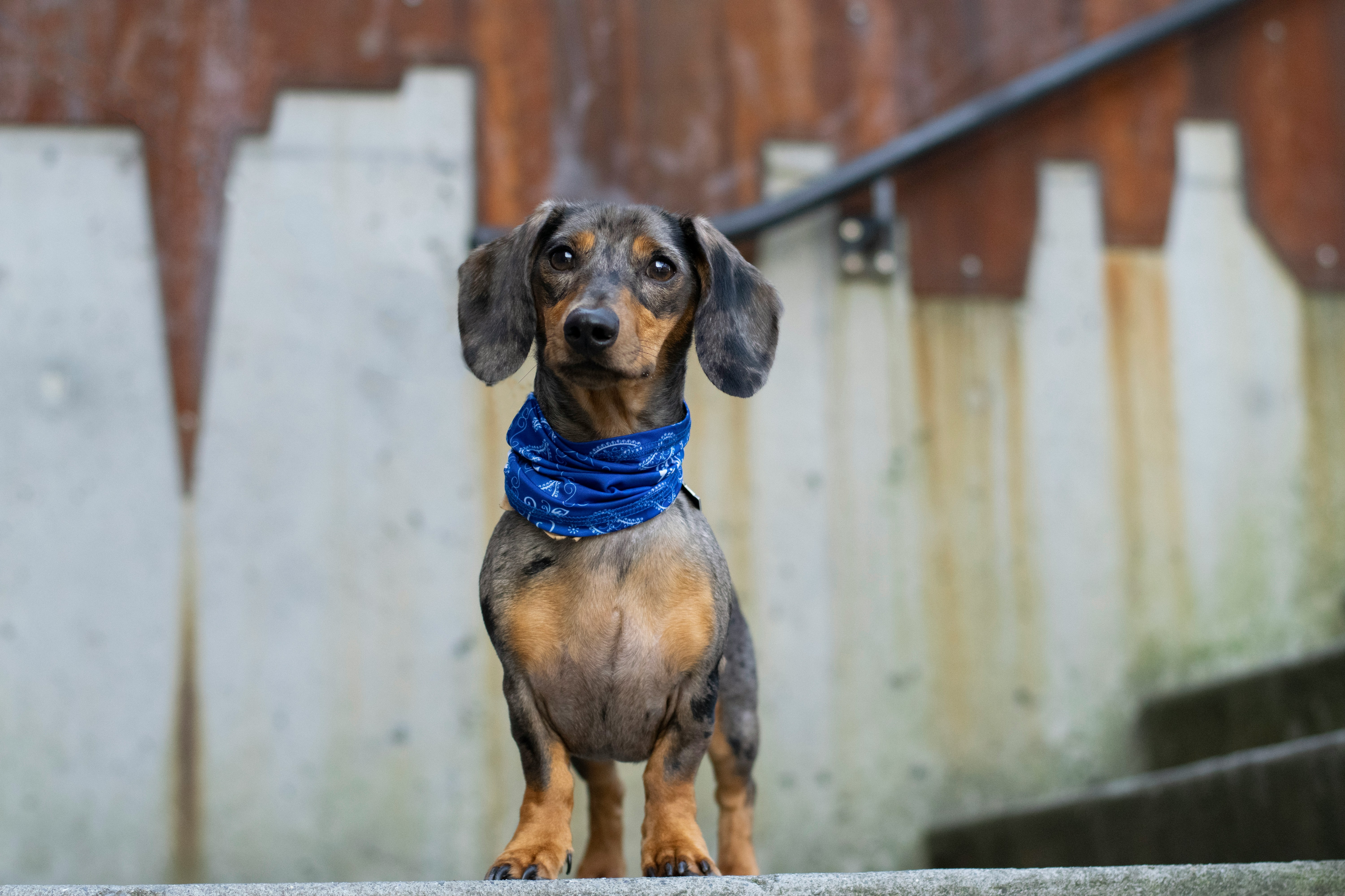 dachshund dapple