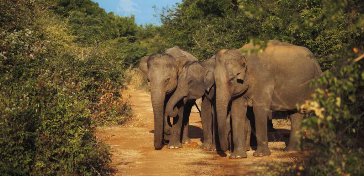 Elephants-in-Udawalawe-National-Park-in-Sri-Lanka---The-Holiday-People.png