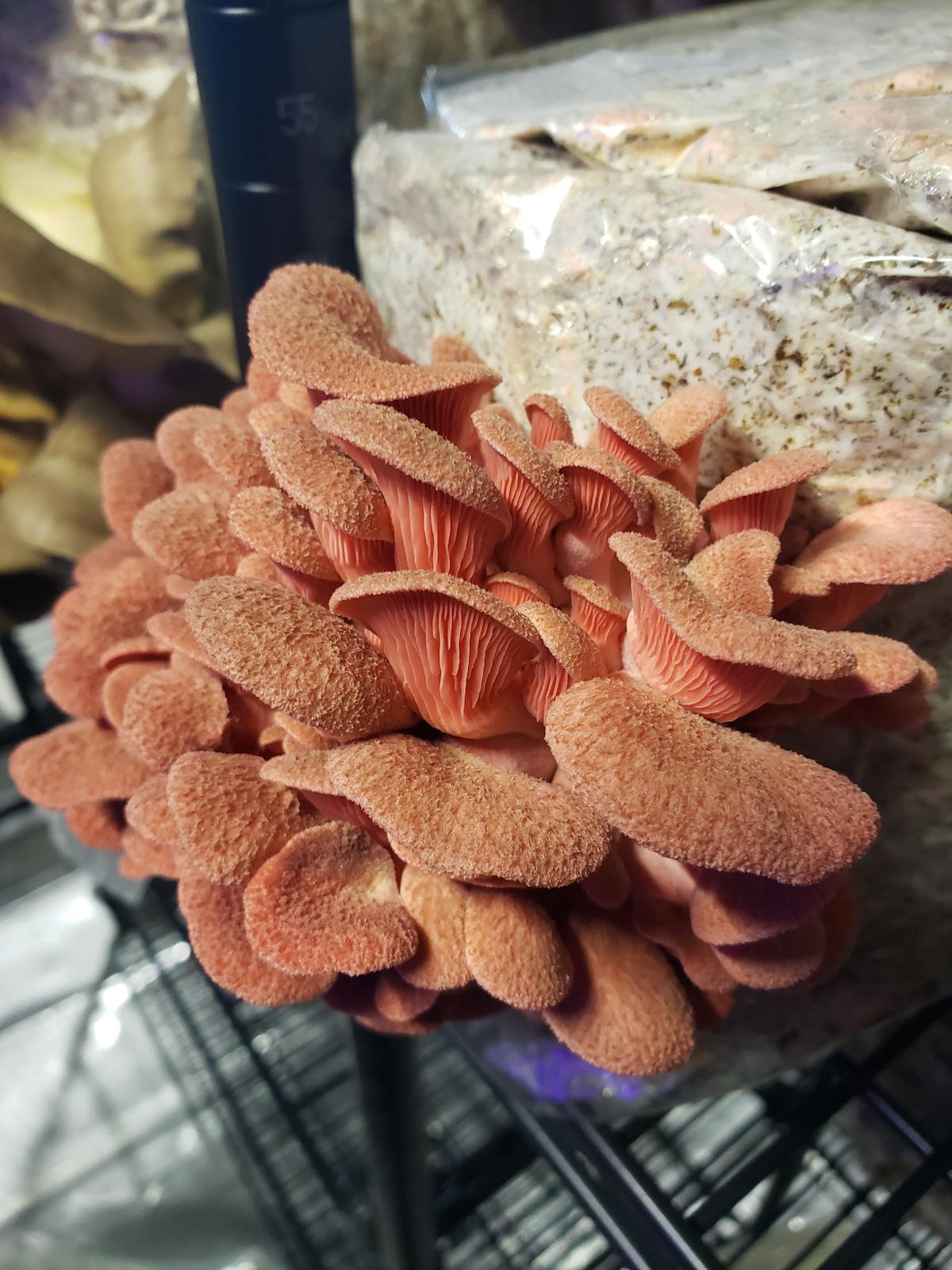 Pink Oyster Mushrooms