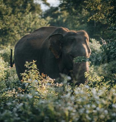 The best places to see wildlife in Sri Lanka