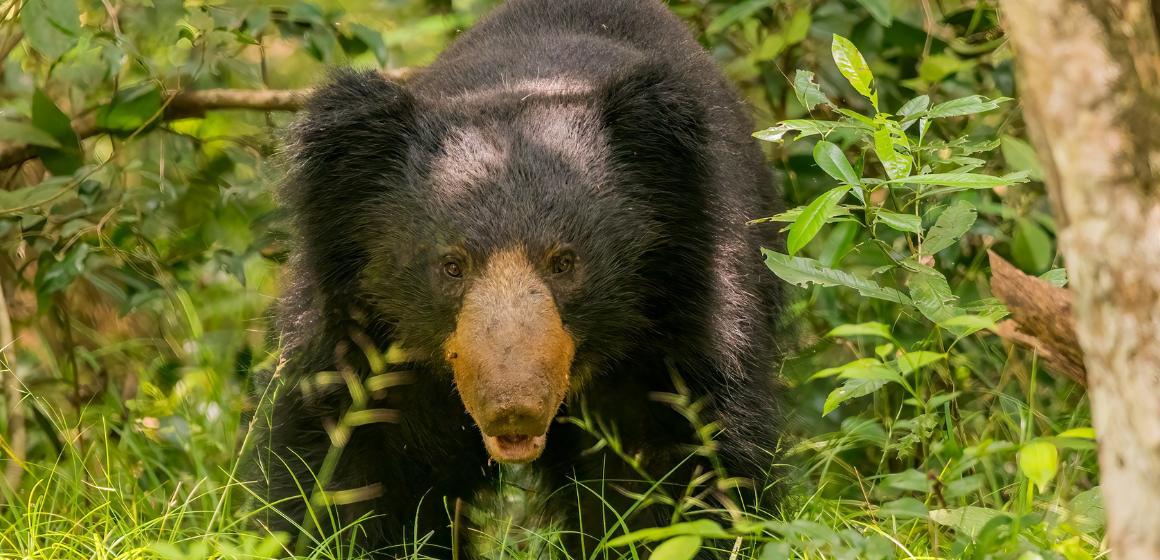 A-sloth-bear-in-Sri-Lanka---The-Holiday-People.png