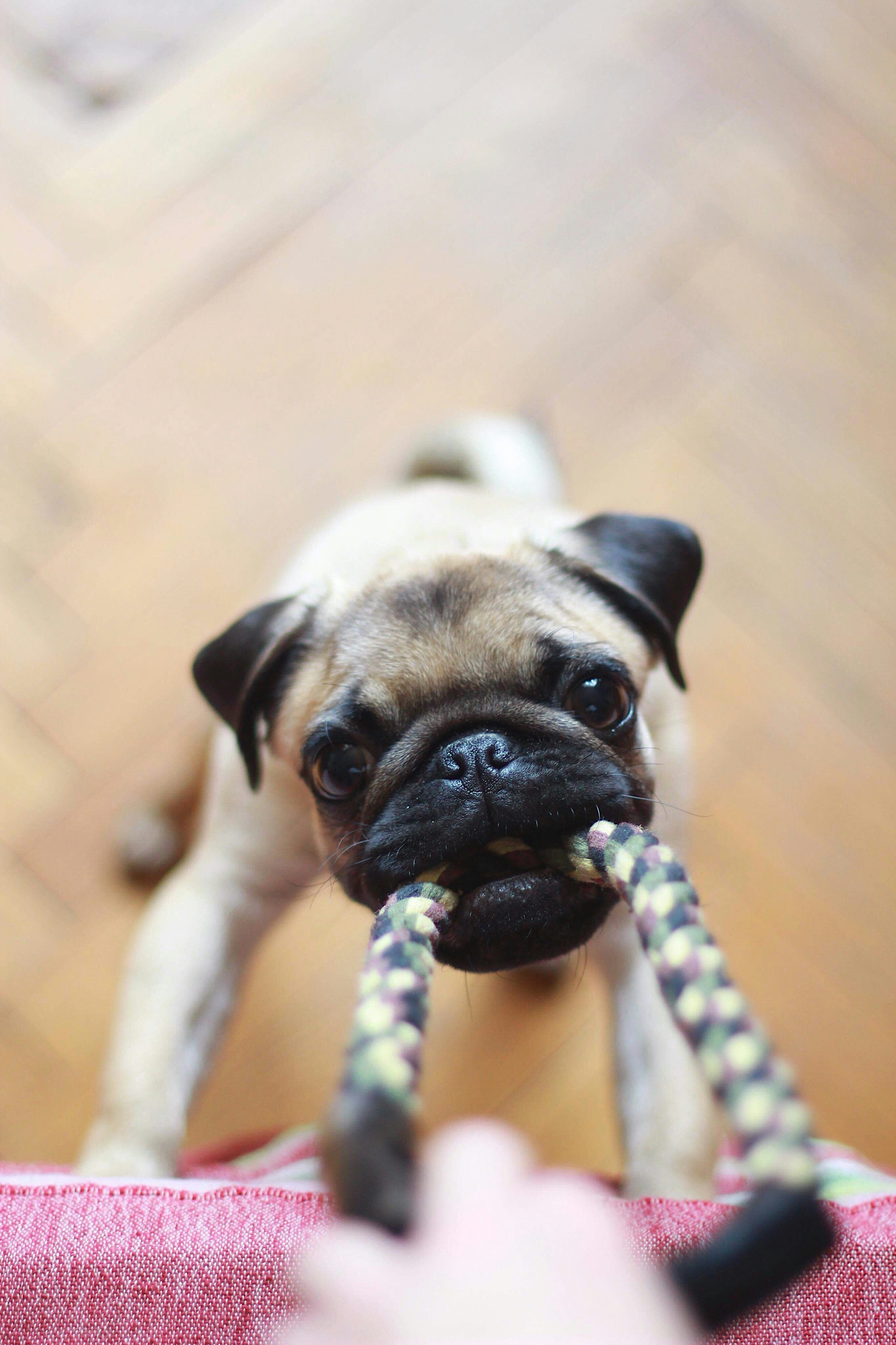 pug playing tug