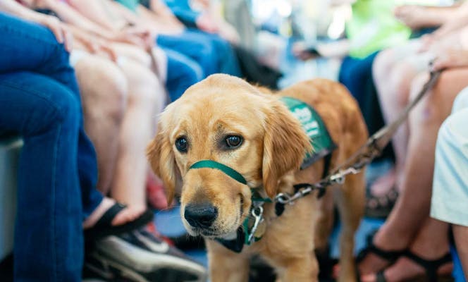 Emotional support dog on a leash