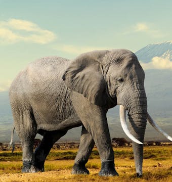 Masai & Tanzania Camping Safari