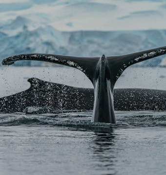 Whale Journey (Ocean Endeavour) - 11 Days