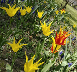 Springtime Blooms In Belgium's gallery image
