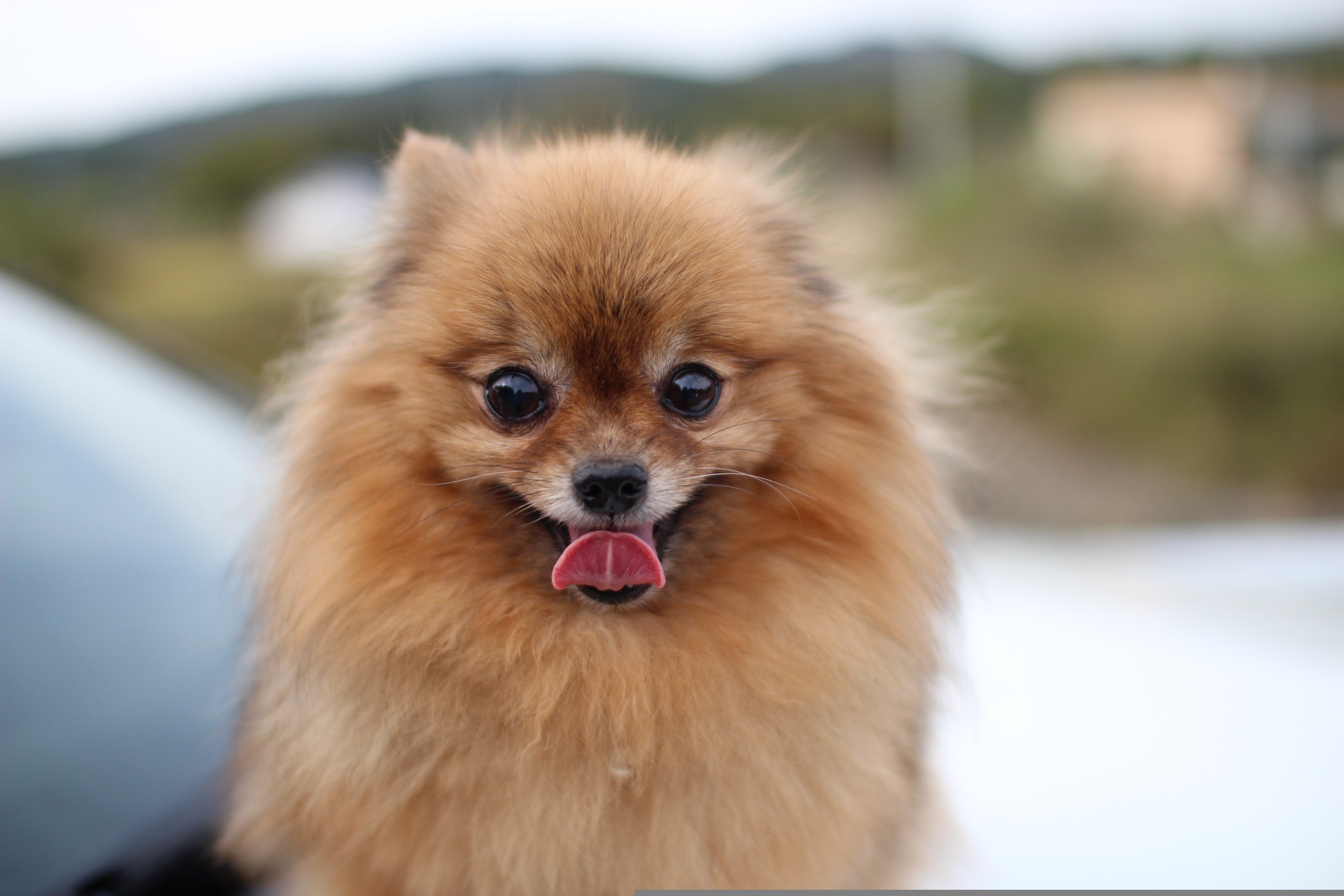 teacup pom panting