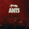 Ants in Zamna Tulum 2024