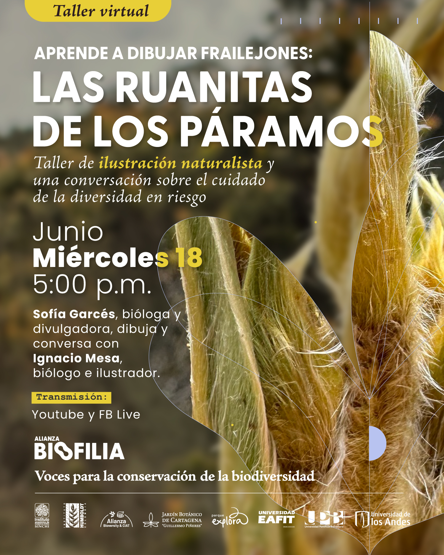 Fotografía. Sobre un fondo compuesto por hojas y tallos de frailejón en tonos verdes y dorados, se superponen formas curvas y líneas finas que remiten a ilustraciones botánicas. En la parte izquierda de la imagen, se lee: "Taller virtual. Aprende a dibujar frailejones: Las ruanitas de los páramos. Taller de ilustración naturalista y una conversación sobre el cuidado de la diversidad en riesgo. Junio. Miércoles 18. 5:00 p.m. Sofía Garcés, bióloga y divulgadora, dibuja y conversa con Ignacio Mesa, biólogo e ilustrador. Transmisión: Youtube y FB Live". En la parte inferior se encuentra: "Voces para la conservación de la biodiversidad".