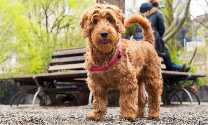 Cute brown doodle dog taking a walk in the park