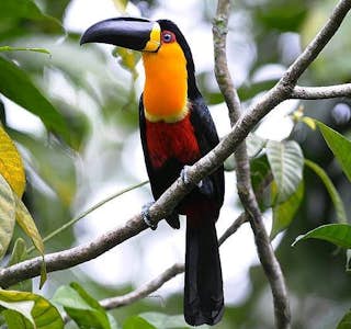 Rio de Janeiro Botanical Garden's gallery image