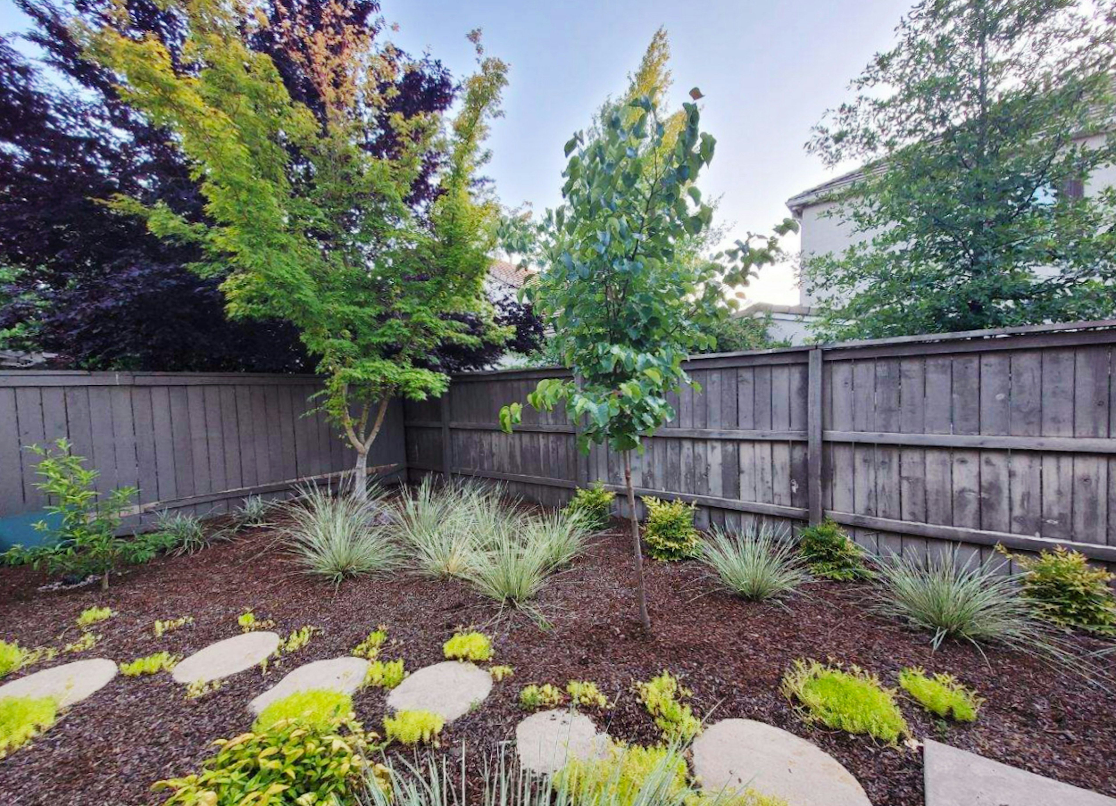 Young tree in new water-wise yard