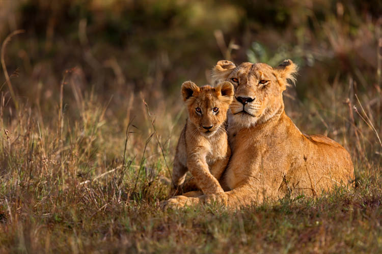 Masai Mara Camping Safari - 4 Days