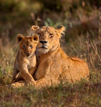 Masai Mara Camping Safari - 4 Days