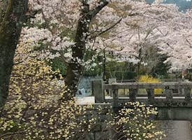 Cherry Blossoms and  Zen Garden Immersion's thumbnail image