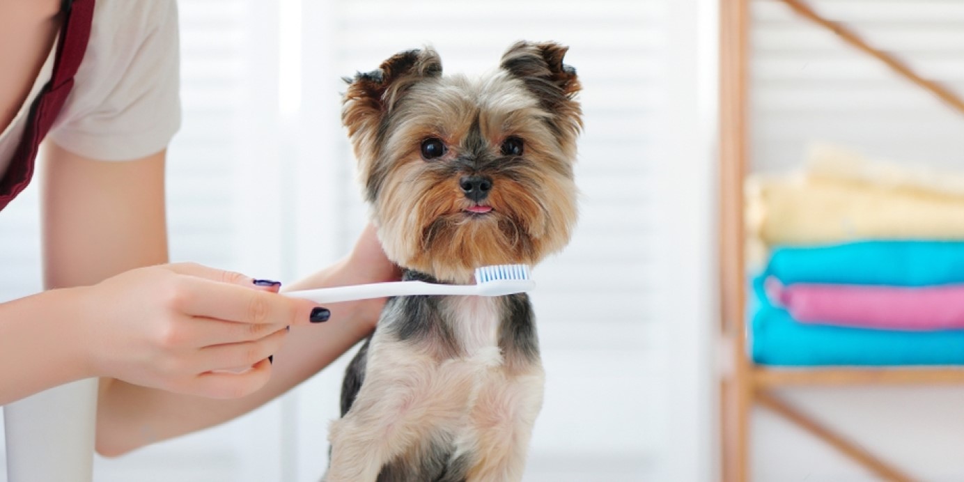 yorkshire terrier at dental office with toothbrush to clean teeth